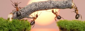 ants-coworking-657x245